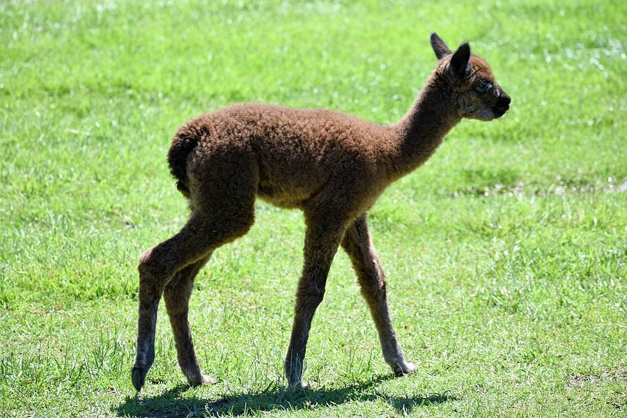 Baby Alpaca Photograph