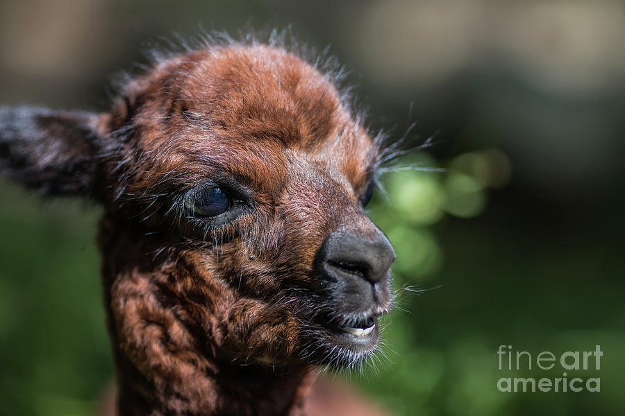 Baby Alpaca Photograph by Eva Lechner
