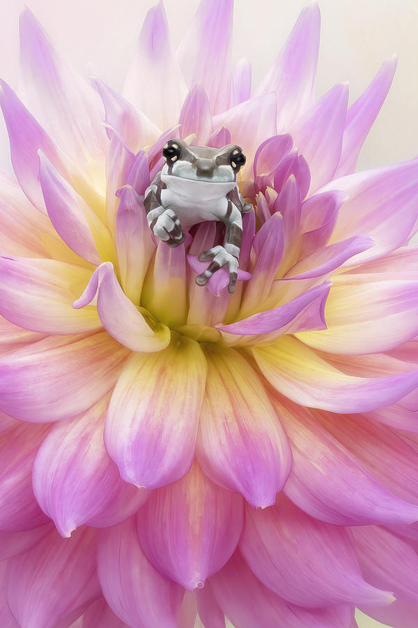 Baby Amazon Milk Frog Photograph by Linda D Lester