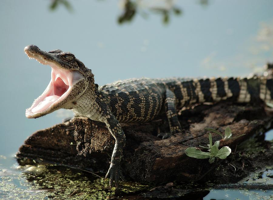 Baby American Alligator Photograph by Matt Hansen Photography.  Dynamic Wildlife Photography