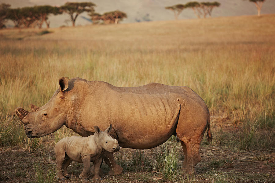 Baby And Mummy Rhino Photograph by Niels Busch