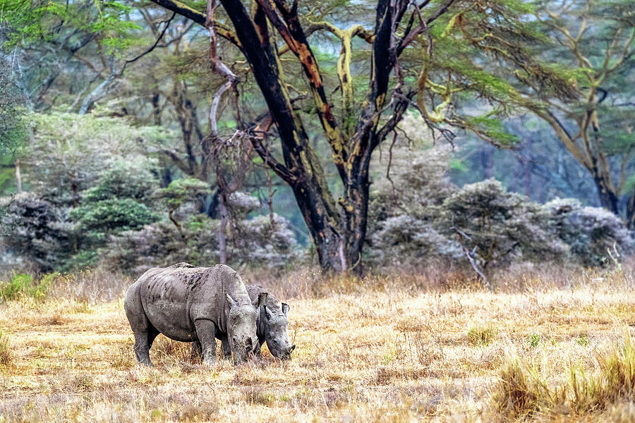 Baby and Parent White Rhino in Lake Nakuru Photograph by Good Focused