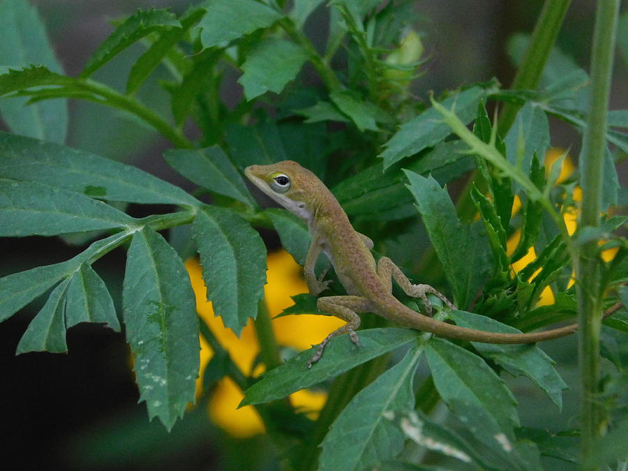 Baby  Anole Photograph by Carl Moore