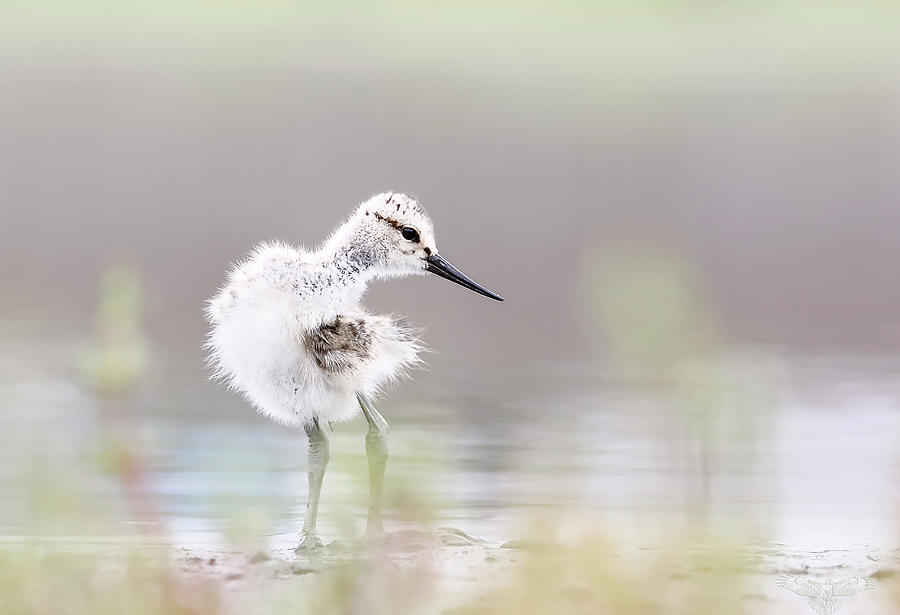 Baby Avocet Photograph by Bmse