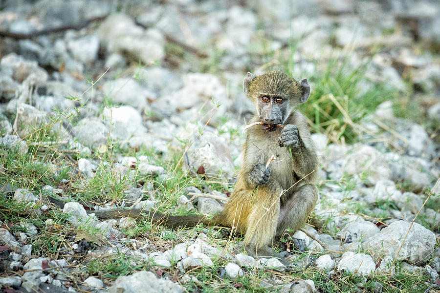 Baby Baboon 1 Photograph by Timothy Hacker