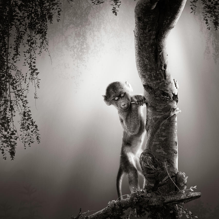 Fantasy Photograph - Baby Baboon by Johan Swanepoel