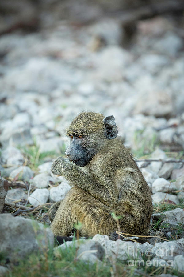 Baby Baboon Photograph by Timothy Hacker