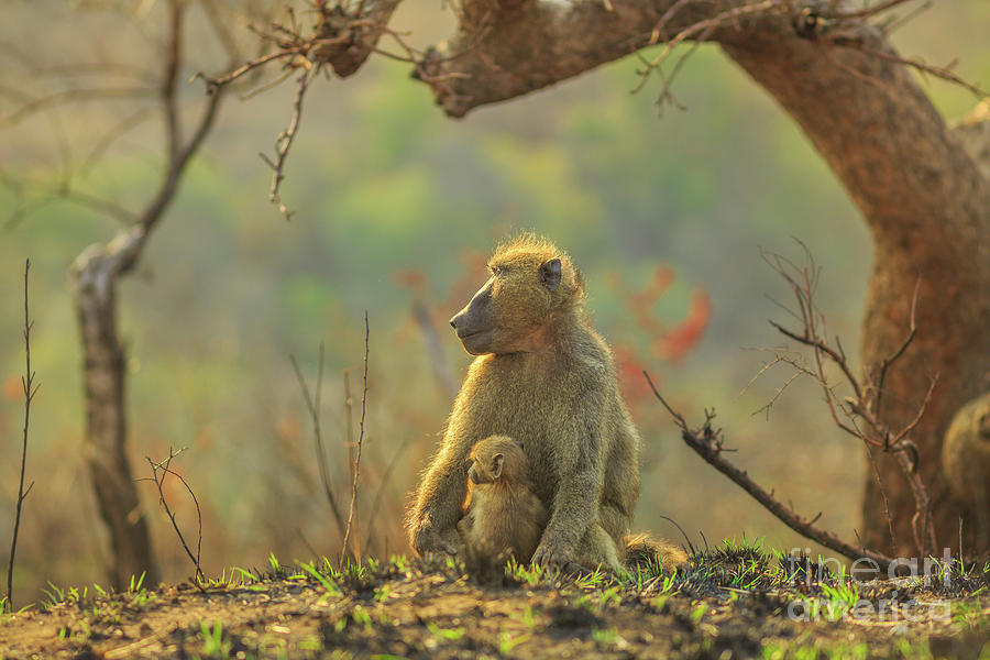 Baby Baboon with mather Photograph by Benny Marty