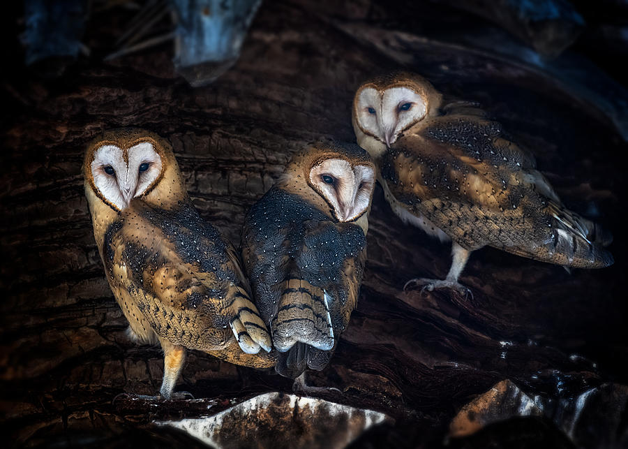 Baby Barn Owls Photograph by Annie Poreider