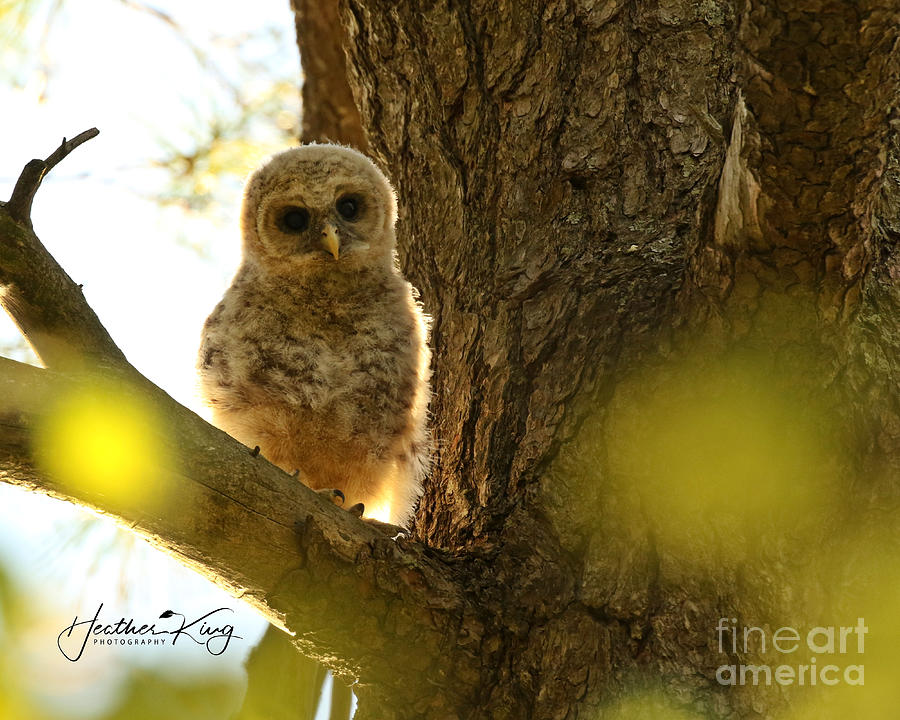 Baby barred owl backlit Photograph by Heather King