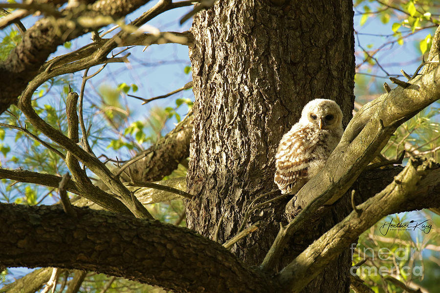 Baby barred owl soaking up the sun  Photograph by Heather King