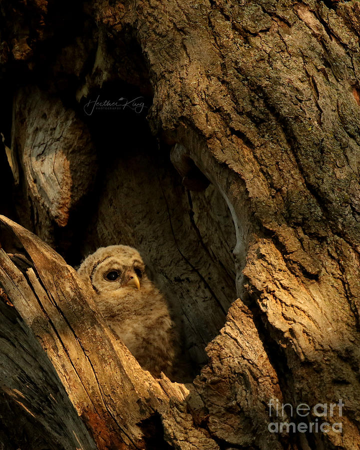 Baby barred owl waiting for the night Photograph by Heather King