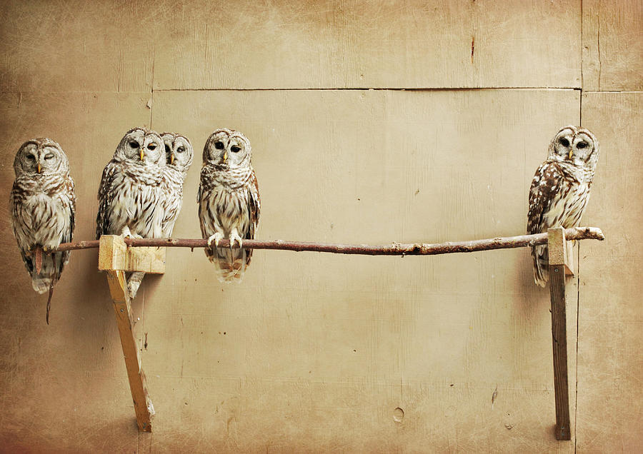 Baby Barred Owls Photograph by Tara Reifenheiser