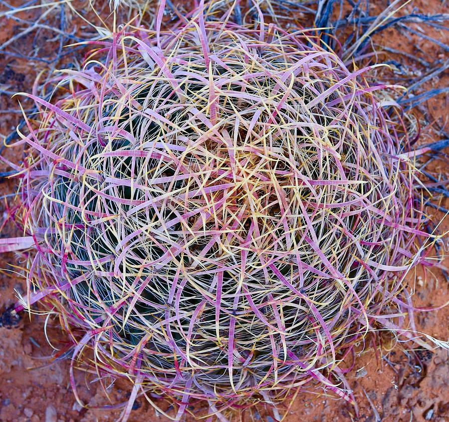 Baby Barrel Cactus Photograph by Maria Jansson