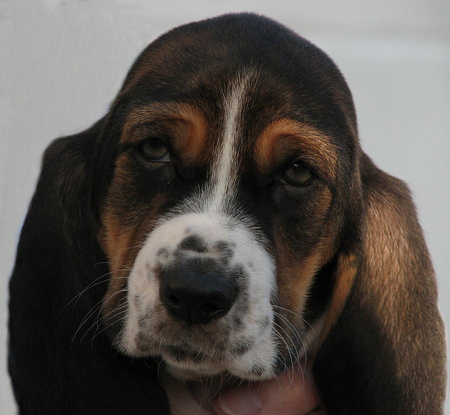Baby Basset Hound Photograph by Boyd Carter