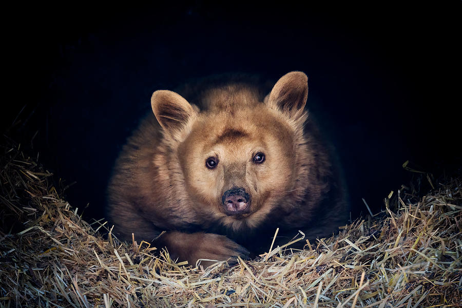 Baby Bear Photograph by Alex Zhao
