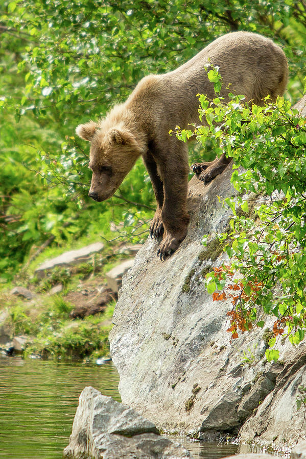 Baby Bear Learns to Fish Photograph by Robert Hersh