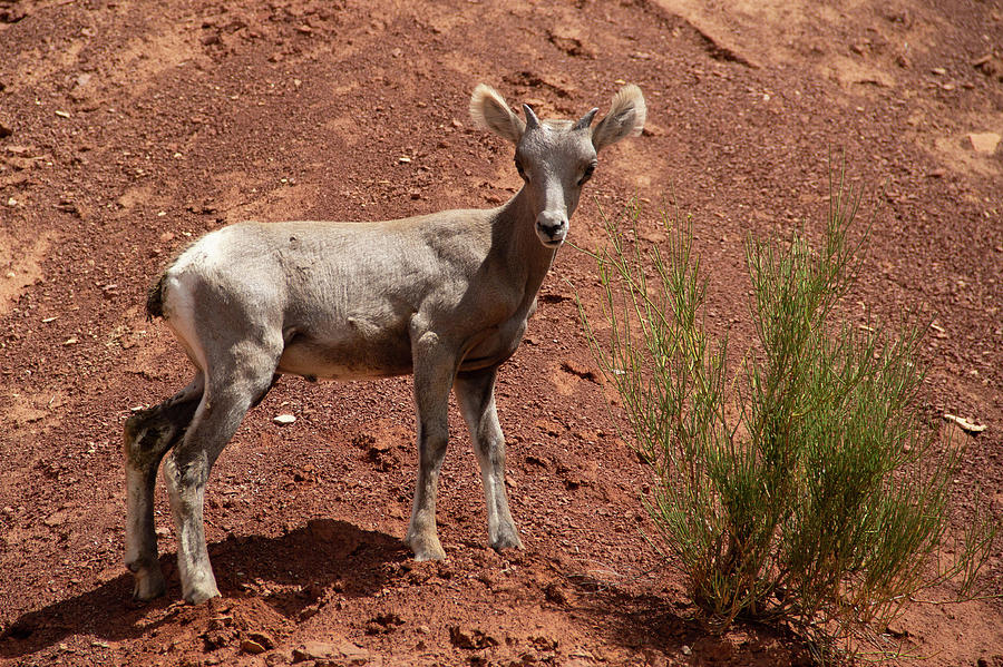 Baby Bighorn 2 by Marie Leslie Baby Bighorn 2 by Marie Leslie