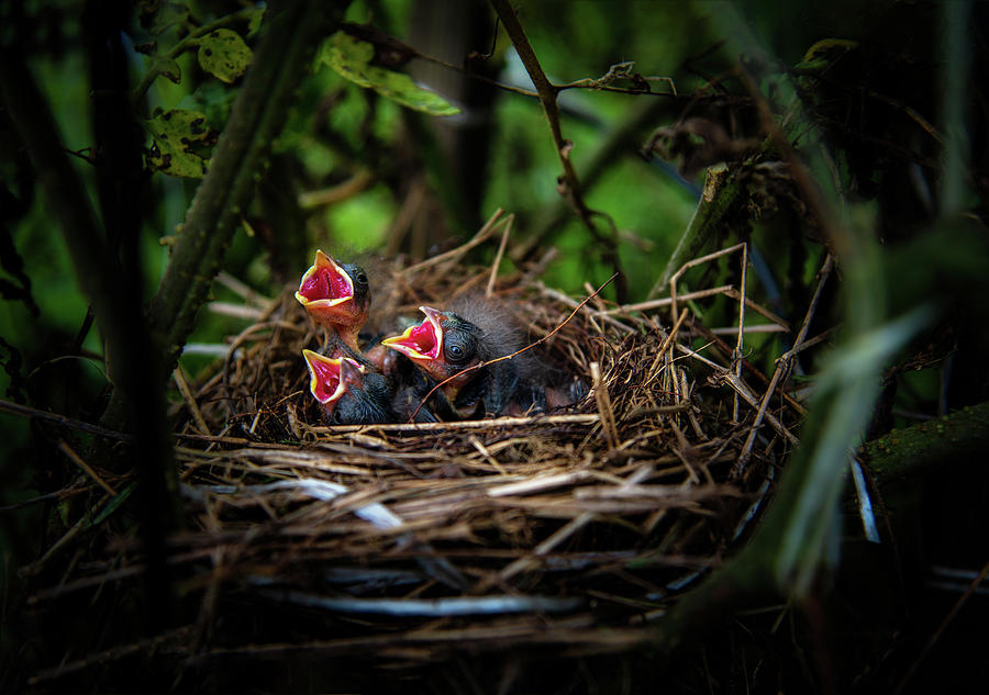 Baby Birds Photograph by Greg and Chrystal Mimbs