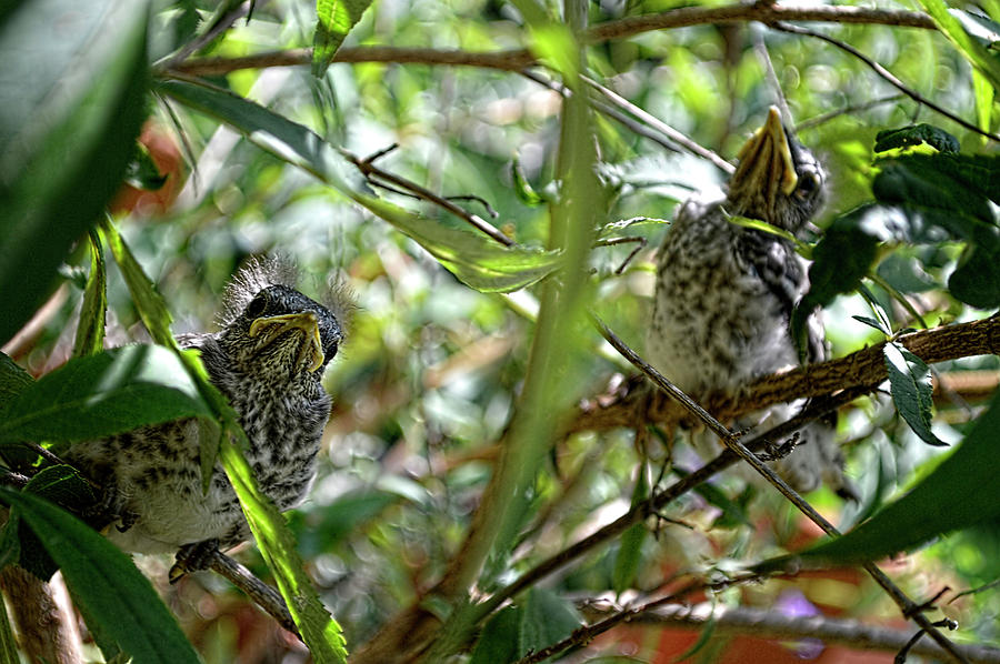 Baby Birds Hiding out Photograph by Jason Bohannon