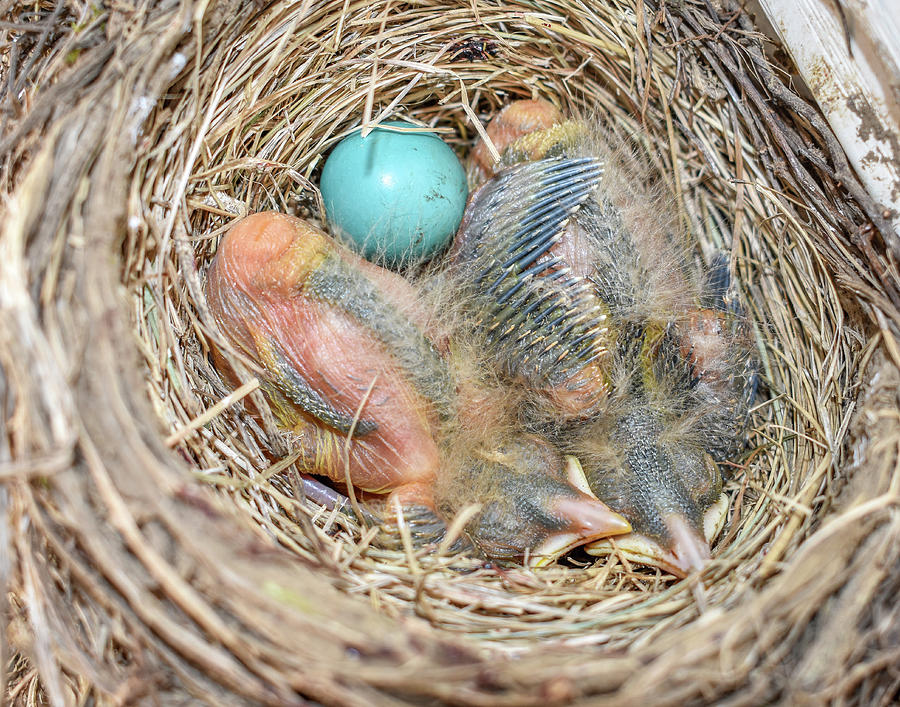 Baby Birds Photograph by Michelle Wittensoldner