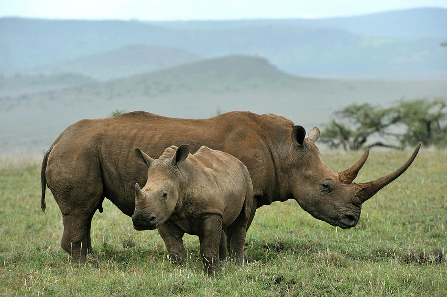 Baby Black Rhino And Mother Photograph by Christophe cerisier