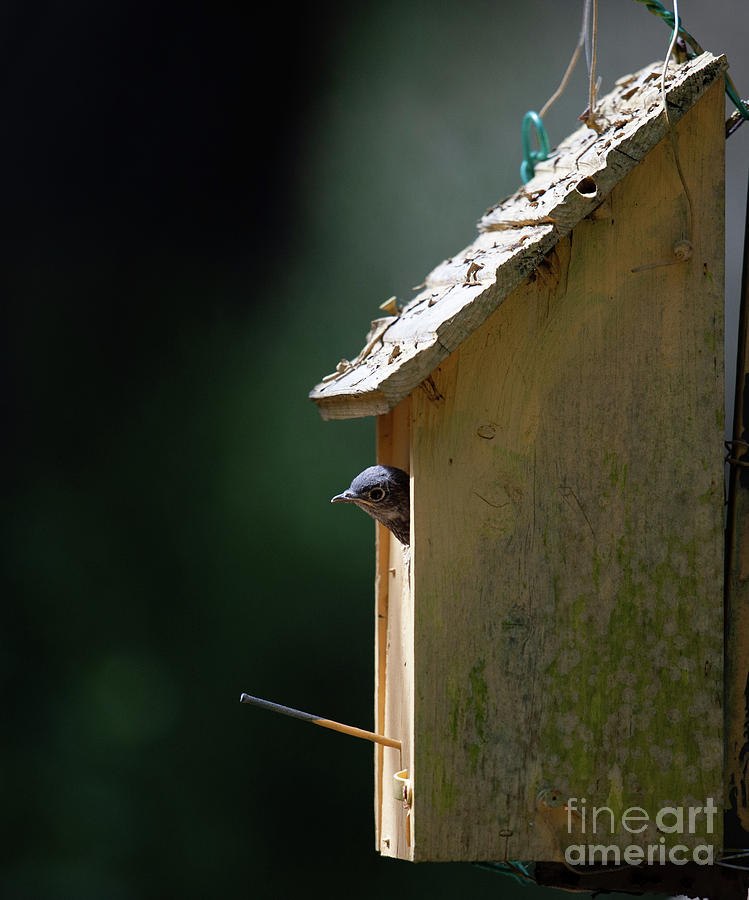 Baby Blue Bird - Looking for Breakfast Photograph by Dale Powell