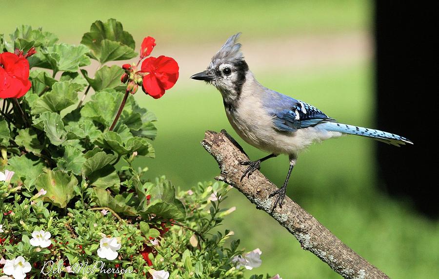Baby Blue Jay Photograph By Deb Mcpherson