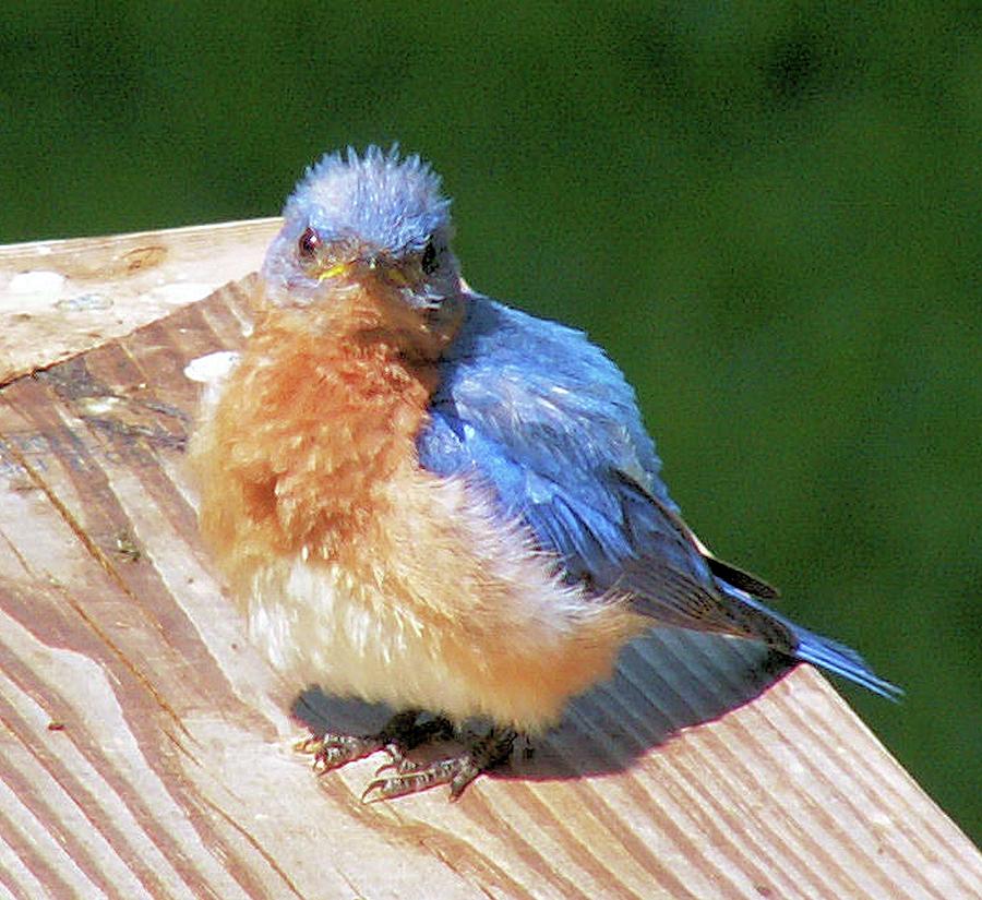 Baby Bluebird Photograph by Karen Stansberry