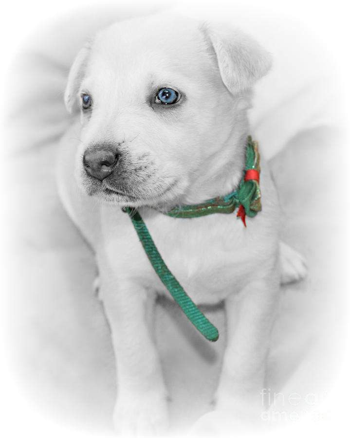 Baby Blues II Photograph by Kathy M Krause