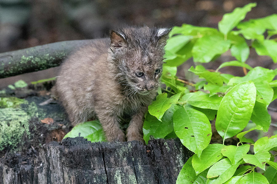 Baby bobcat on stump in the woods Photograph by Dan Friend