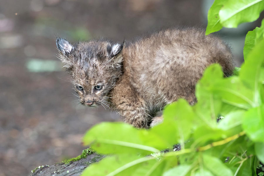 Baby bobcat with the stare Photograph by Dan Friend