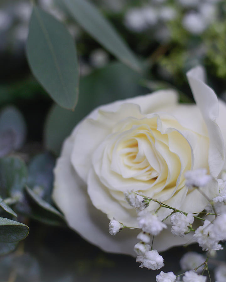 Baby Breath And White Rose Close Up Photograph