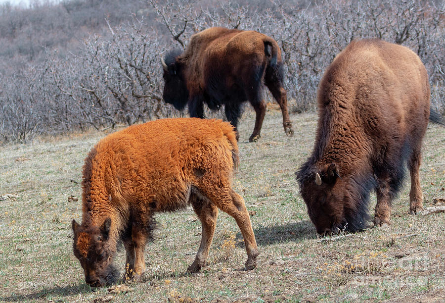 Baby Buffalo Photograph