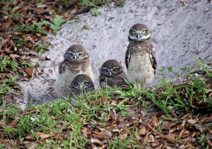 Nature Photograph - Baby Burrowing Owls Posing by Rosalie Scanlon