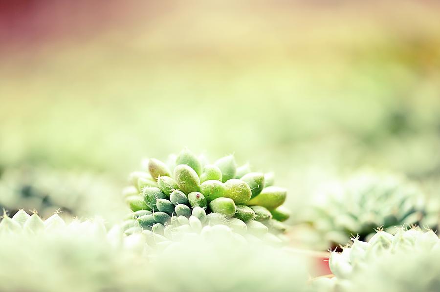 Baby Cactus Photograph by Carlina Teteris