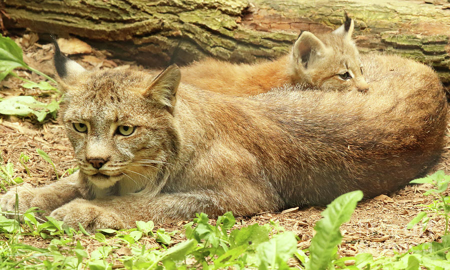 Baby Canada Lynx Resting On Mother Photograph by Max Allen