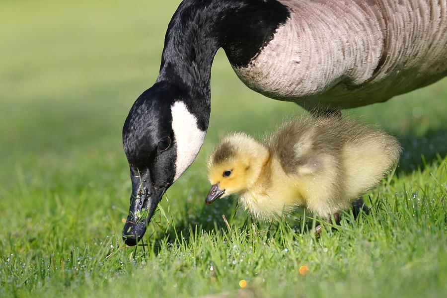 Nature Photograph - Baby Canadian Goose by Sean Huang