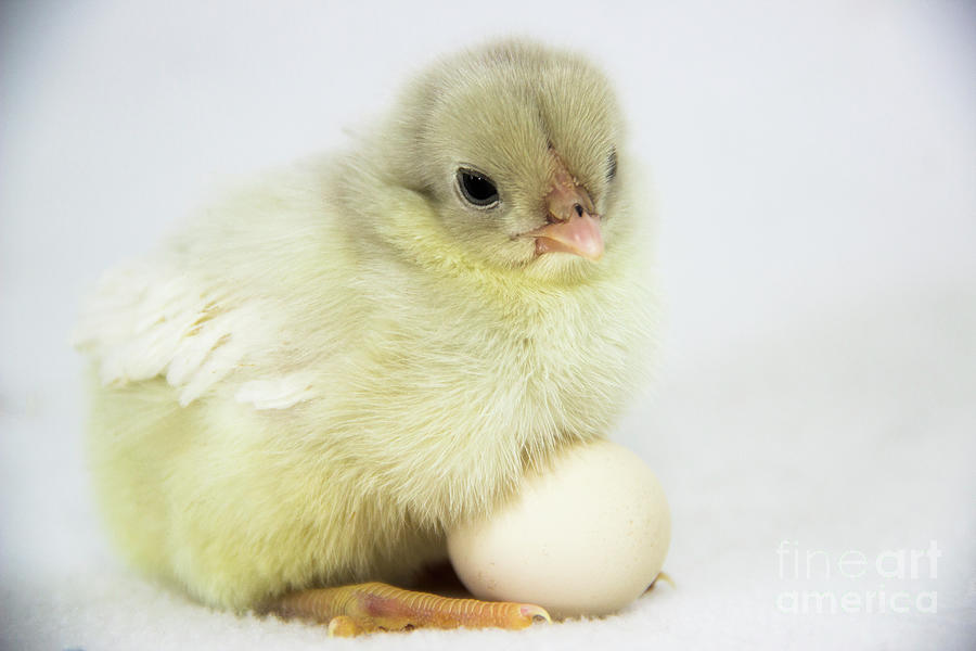 Baby Chick with Fairy Eggs Photograph by Jeannette Hunt