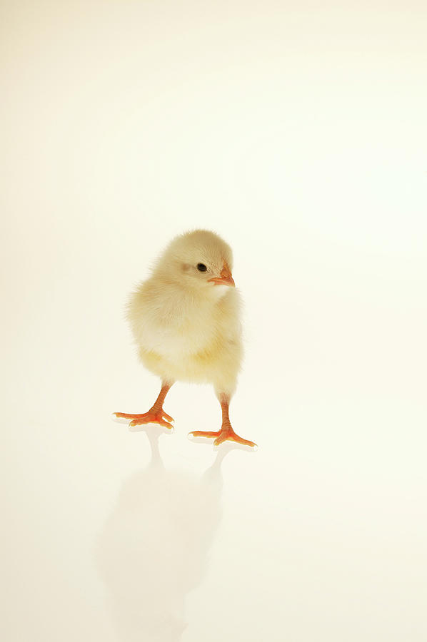 Baby Chicken Photograph by Comstock Images