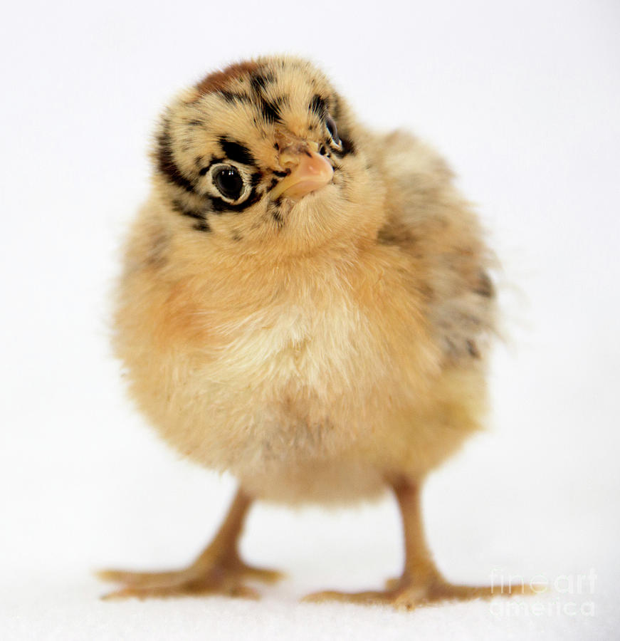 Baby Chicken Portrait Photograph by Jeannette Hunt