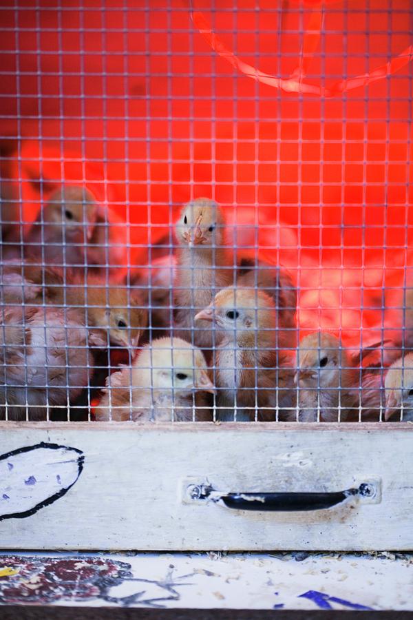 Baby Chickens Under A Warmer Photograph by Jennifer Martine