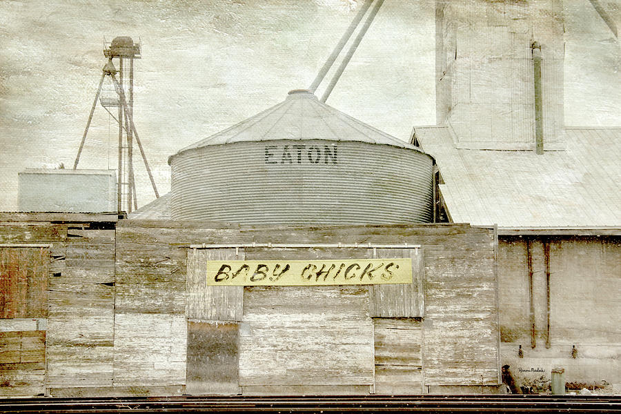 Baby Chicks Feed and Seed Store by Ramona Murdock Baby Chicks Feed and Seed Store by Ramona Murdock