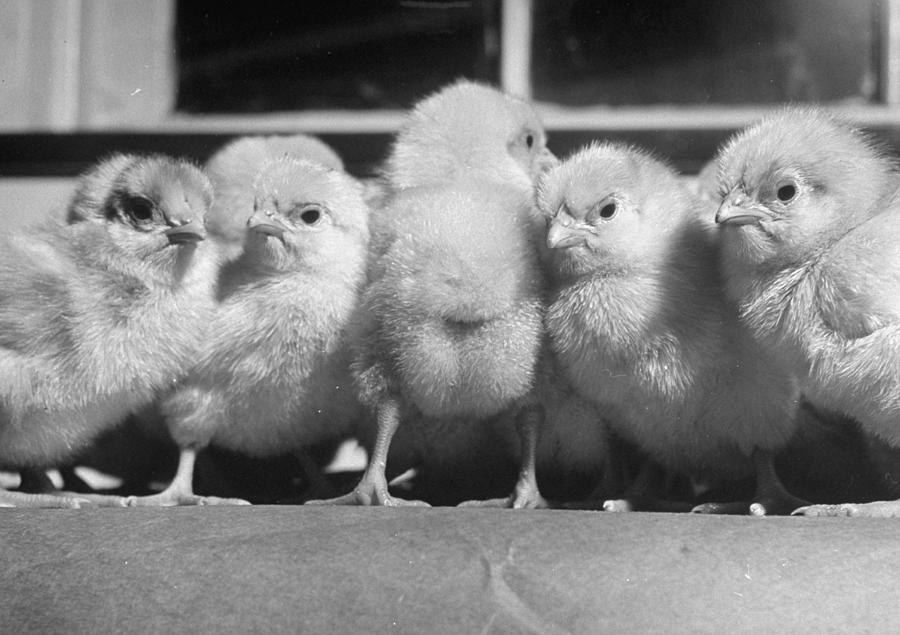 Bird Photograph - Baby Chicks, Myricks Morris Hatchery. by Wallace Kirkland