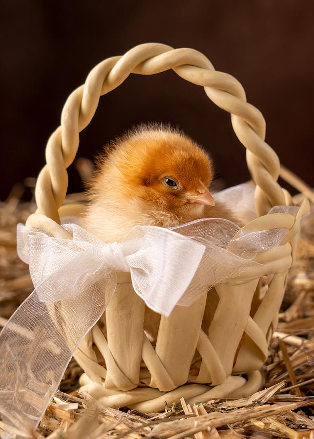 Nature Photograph - Baby Chicks by Noa Nick