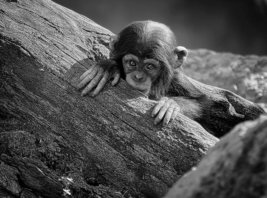 Baby Chimpanzee, Coming Out Of A Tree Trunk Photograph by Helena Garca