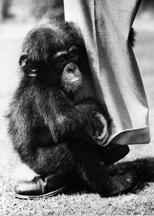 Baby Chimpanzee Photograph by Fox Photos