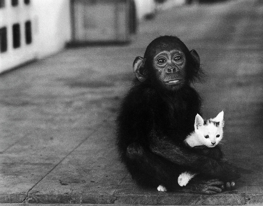 Baby Chimpanzee Photograph by W Eugene Smith