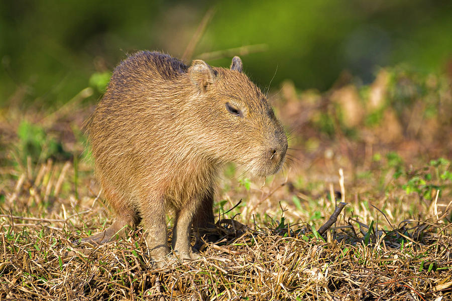 Baby Chiguiro Capybara Hato Berlin Casanare Colombia Photograph by Adam Rainoff