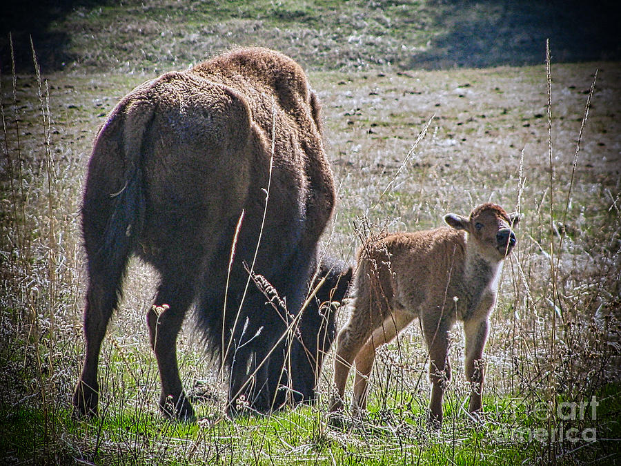 Buffalo Photograph - Baby Close By by Steven Parker